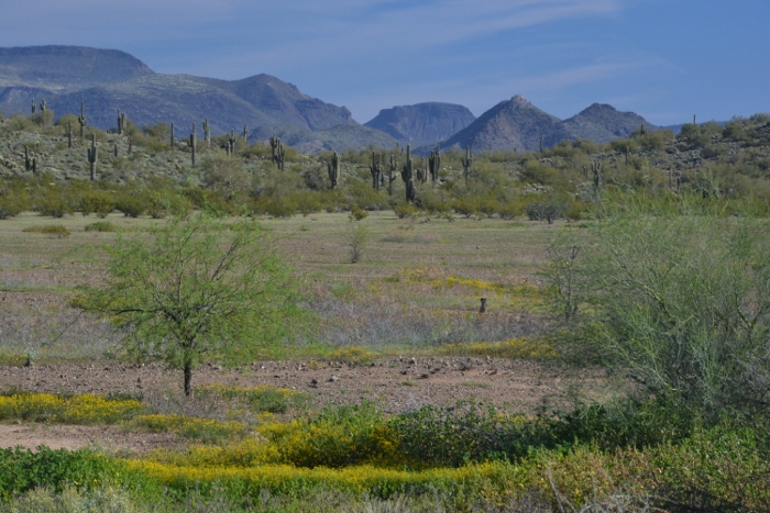the desert floor